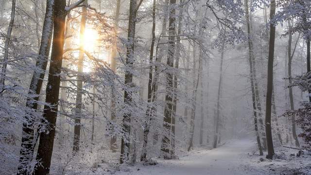 Winter Day
