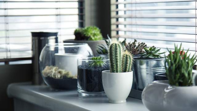 Indoor Plants