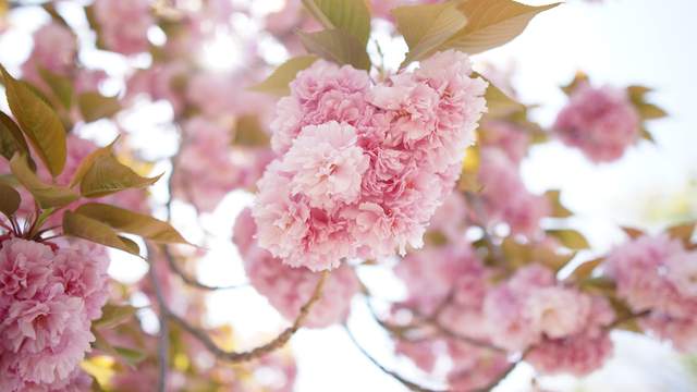 Cherry Blossom